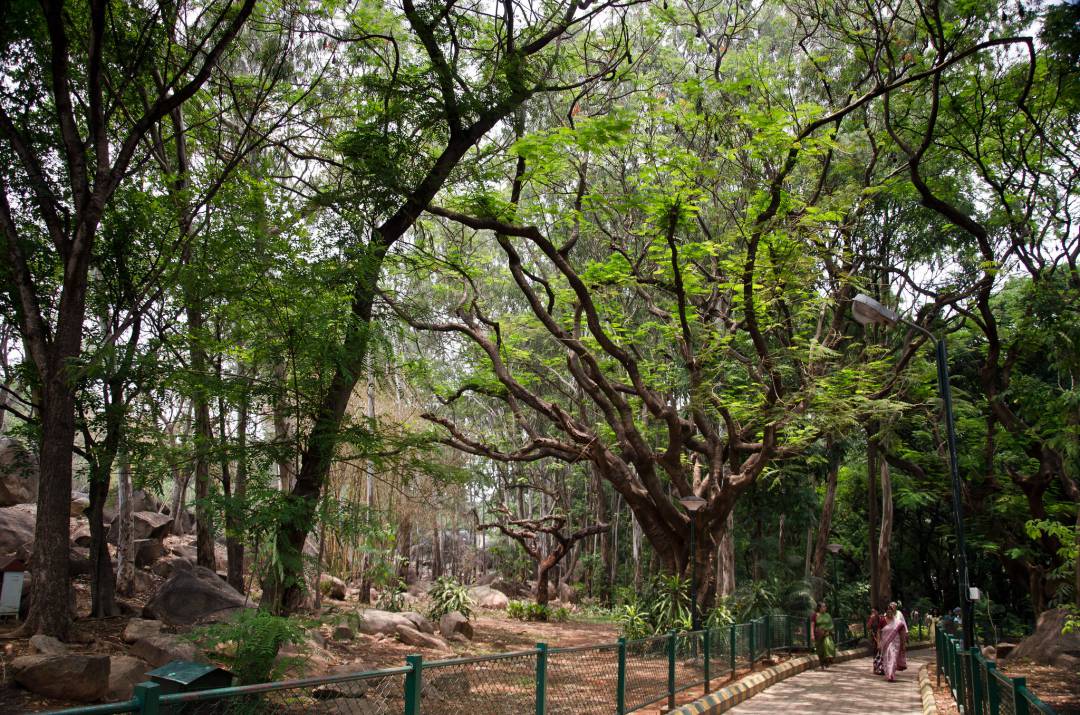 Bugle Rock Garden